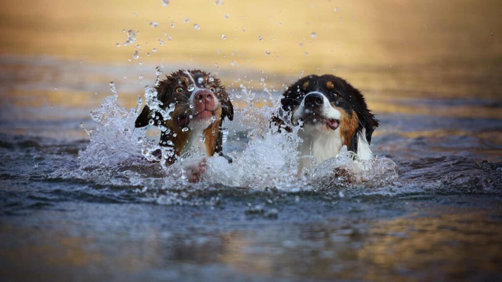 Hydrothérapeute pour chien