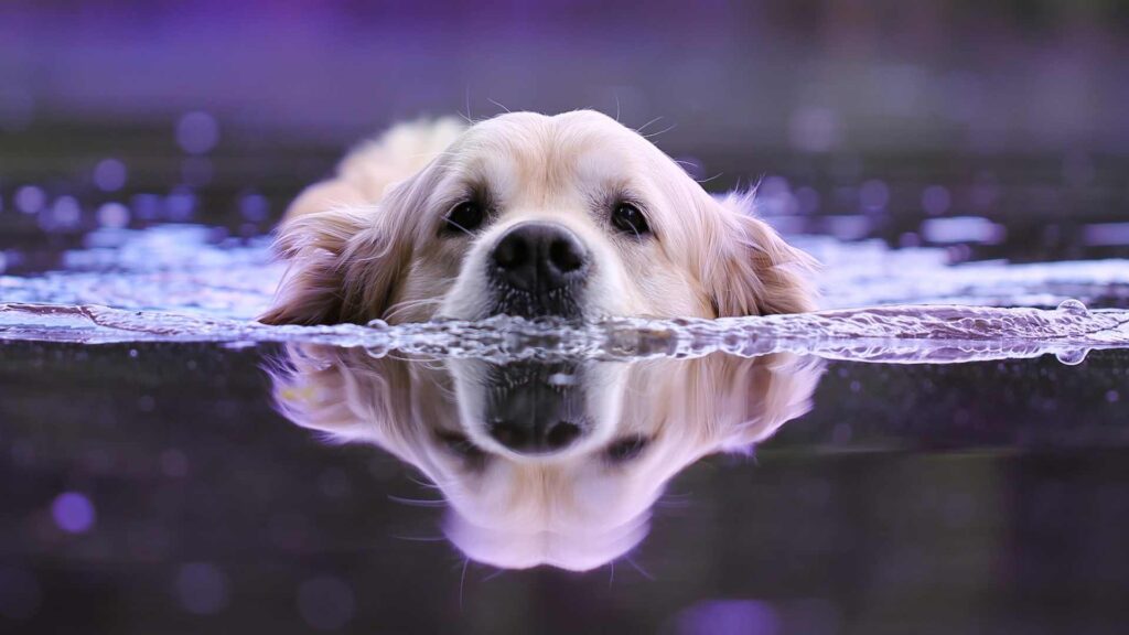Hydrothérapeute pour chien