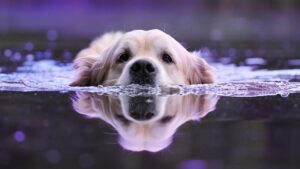 Hydrothérapeute pour chien