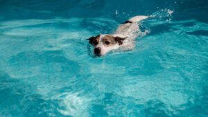 Hydrothérapeute pour chien