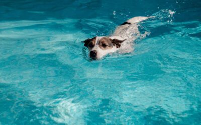 Hydrothérapeute pour chien : missions, formations et salaire