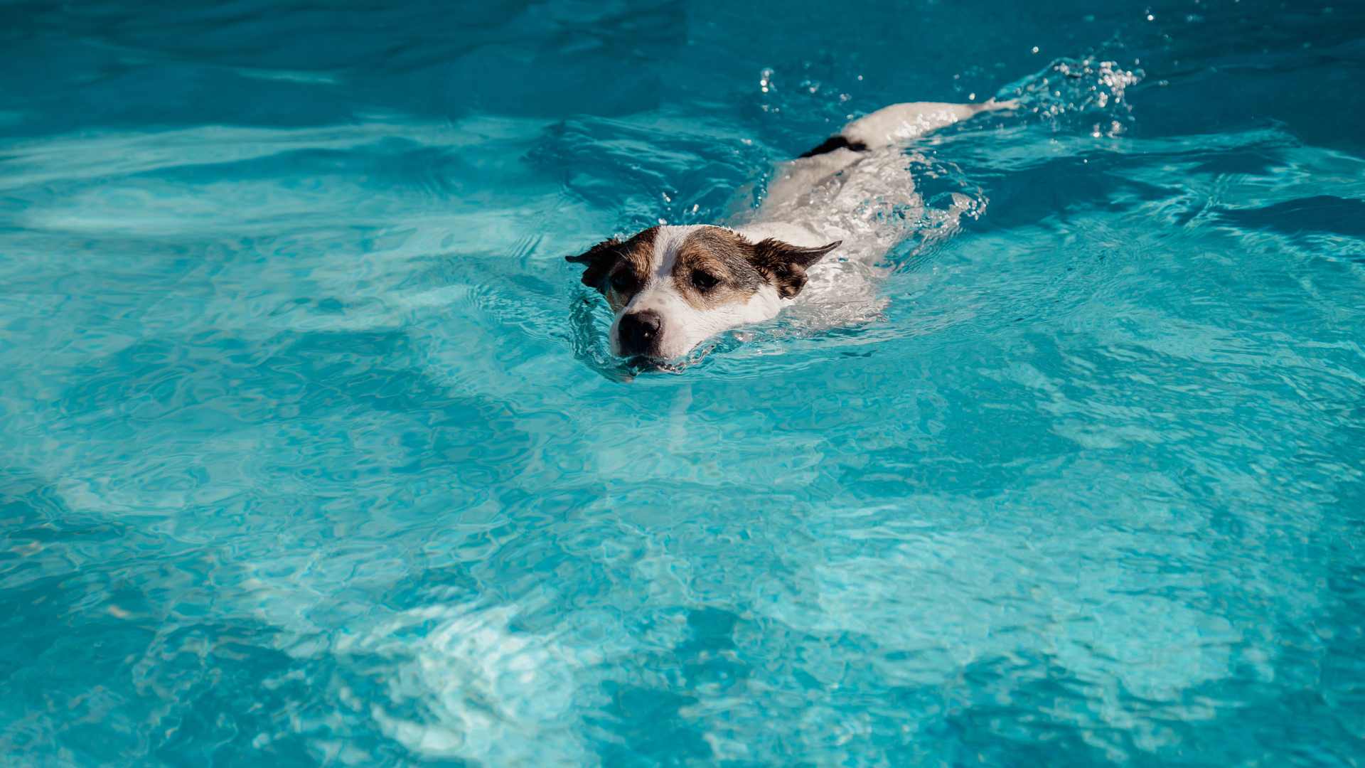 Hydrothérapeute pour chien
