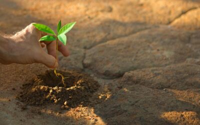 Reboiseur : missions, formations et salaire