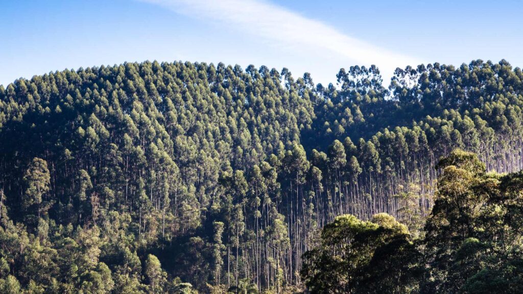 Forêt