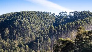 Forêt