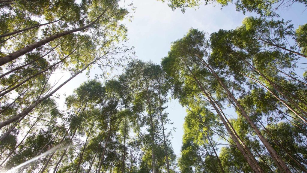 Forêt