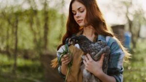 Zoologiste examine une poule