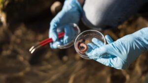 Zoologiste examine un ver