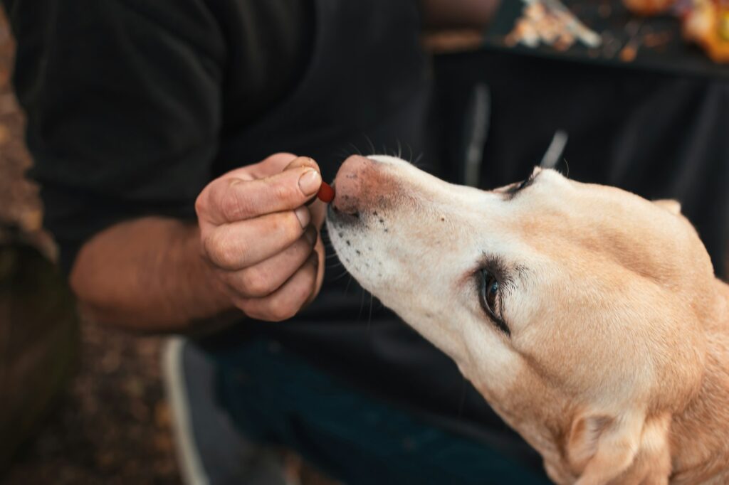 chien renifleur securite
